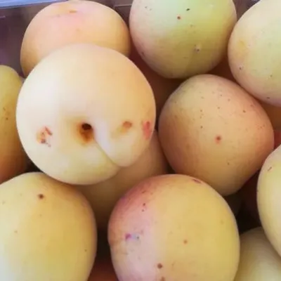 Albicocca di Scillato