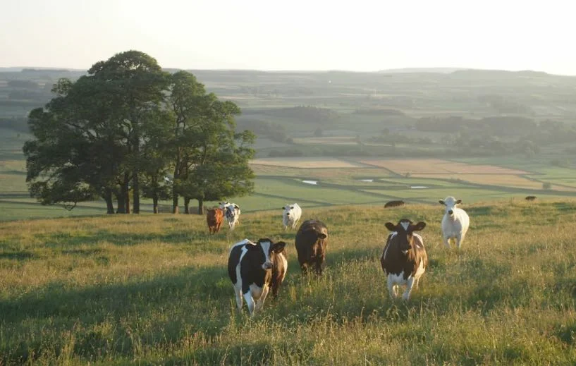 Benessere animale e consapevolezza