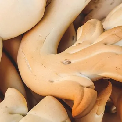 Barrafranca Christmas Biscuits - An Enna Tradition with Anise and Long Fermentation