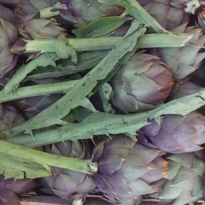 Carciofo spinoso di Menfi