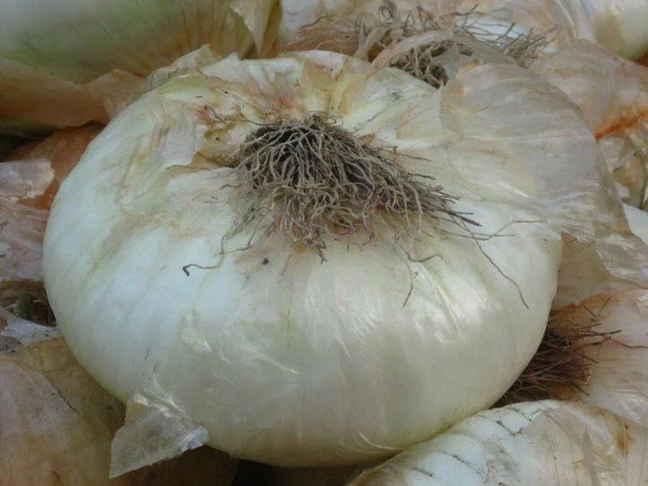 Cipolla di Giarratana