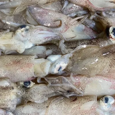 Come pulire i calamari