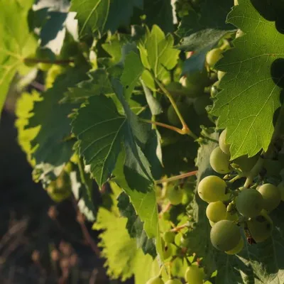 Contessa Entellina Ansonica Late Harvest