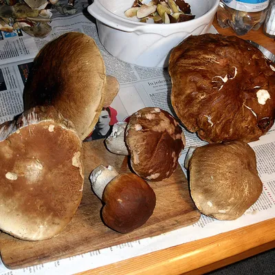 Funghi porcini