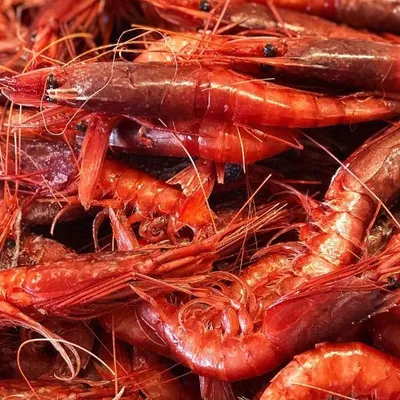 Gambero rosso di Mazara del Vallo