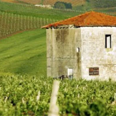 I vini tipici della Sicilia