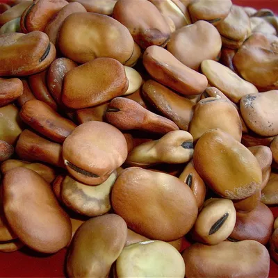 Insalata di fave secche