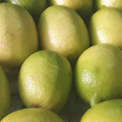 Limone Interdonato IGP