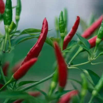 Peperoncino