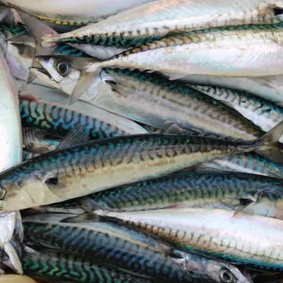Pesce in agrodolce alla siciliana, un tuffo nei sapori del Mediterraneo