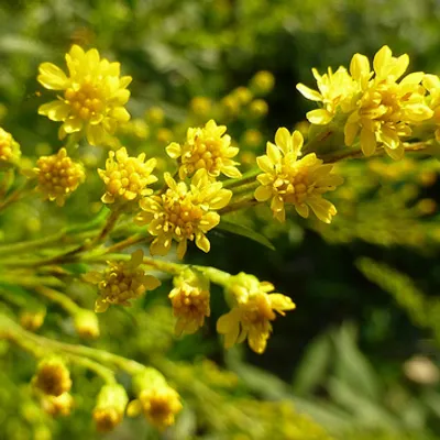 Rosolio di citronella, il liquore siciliano dal profumo inconfondibile