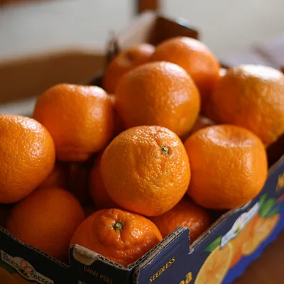 Rosolio di mandarini