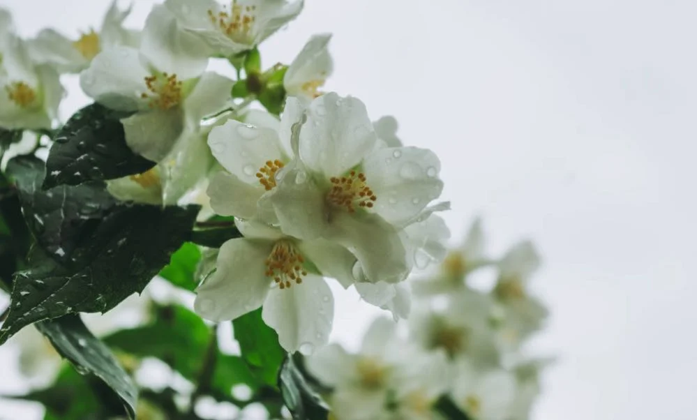 Scursunera: Sicilian jasmine granita
