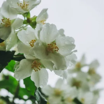 Scursunera: Sicilian Jasmine Granita - A Refreshing and Unique Dessert