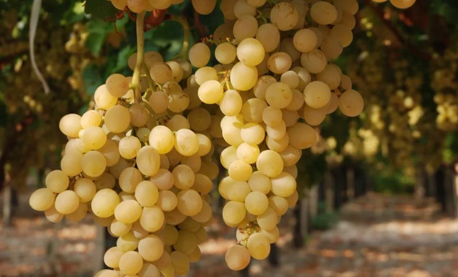 Uva da tavola di Canicattì IGP