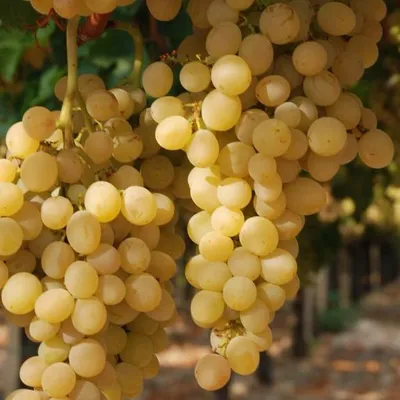 Uva da tavola di Canicattì IGP