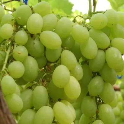 Uva da tavola di Mazzarrone IGP